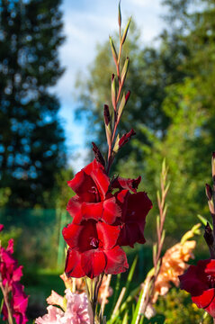Flowers. Cleoma on a natural sky background