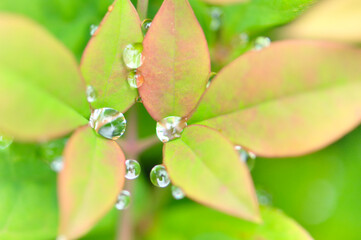 葉っぱについた水滴