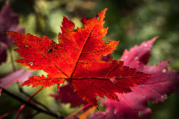 Canadian forest multicolour autumn leaves