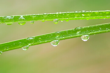 葉っぱについた水滴