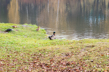 ducks by the lake in autumn
