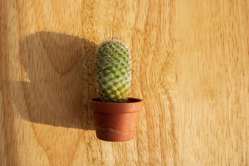 The cacti or tunitas resemble the human being, in their most intimate essence they are covered with thorns to prevent them from being damaged