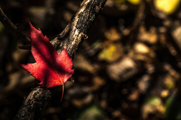 Canadian forest multicolour autumn leaves