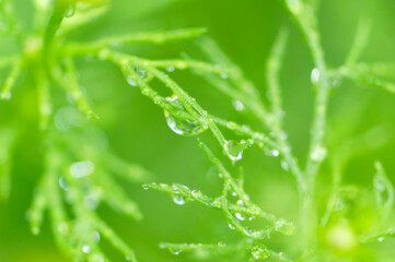 葉っぱについた水滴