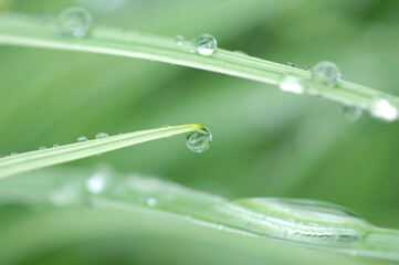 葉っぱについた水滴