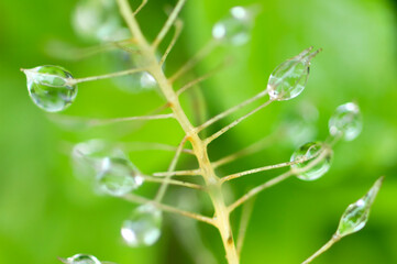 植物についた水滴