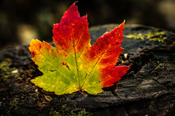 Canadian forest multicolour autumn leaves