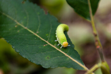 Green caterpillar on a natural background.