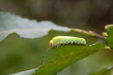 Green caterpillar on a natural background.