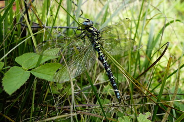 Tired dragonfly on grass in October active well into autumn