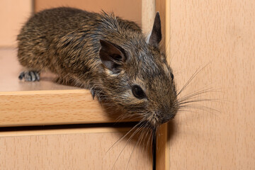 Little cute gray mouse Degu close-up. Exotic animal for domestic life. The common degu is a small hystricomorpha rodent endemic from Chile.  © nedomacki