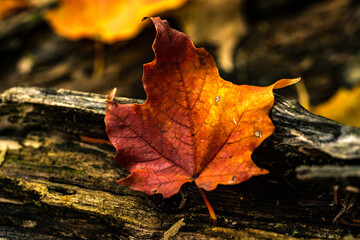 Canadian forest multicolour autumn leaves