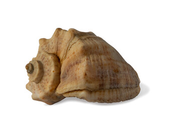 Seashell from the Black Sea isolated on white background