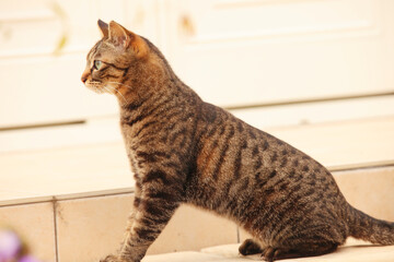 Naklejka premium お庭を散歩する猫