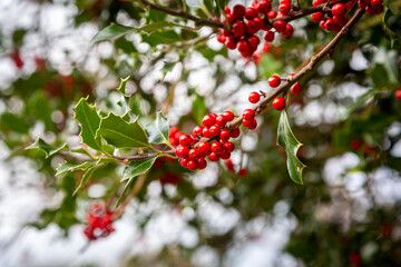 A Holly Bush Laden with Red Berries