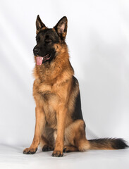 shepherd dog sitting looking on gray background