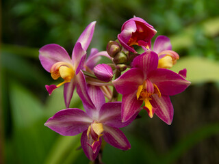 close up a beautiful yellow red color flower.  Spathoglottis Plicata Blume. blurred green leaves background. ground orchids, orchids, wild orchid Bangkok in Thailand.