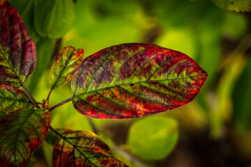 Canadian forest multicolour autumn leaves