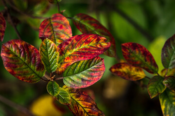 Canadian forest multicolour autumn leaves