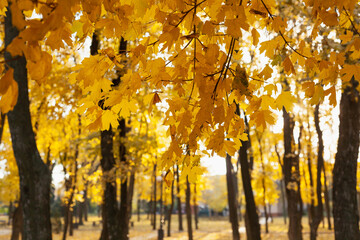 Group of maples with yellow leaves