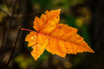 Canadian forest multicolour autumn leaves