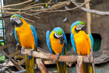 beautiful yellow macaw parrots