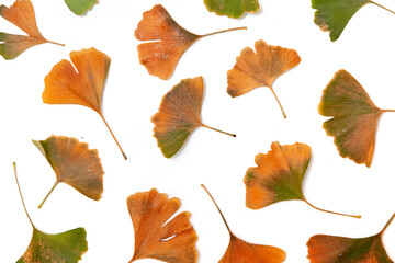 Ginkgo tree leaves spread out on white background