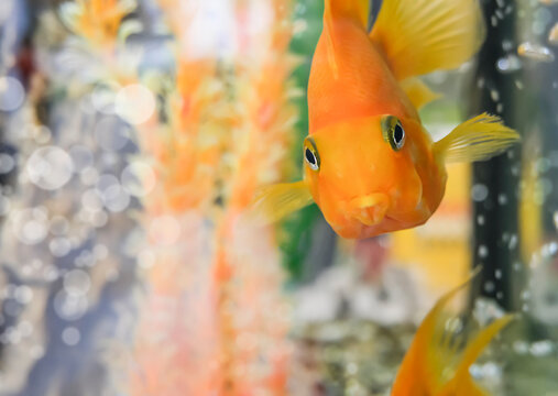 Beautiful bright orange parrot cichlid in an aquarium, selective focus. . High quality photo