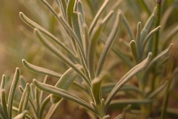 Macro of lavender leaves, selective focus and blur. Delicate silvery gray color.