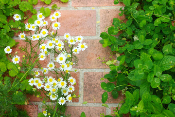 庭に咲くカモミール