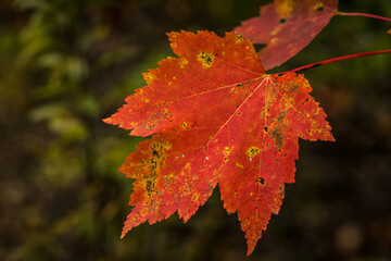 Naklejka na ściany i meble Canadian forest multicolour autumn leaves