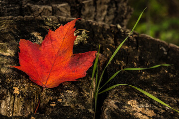 Canadian forest multicolour autumn leaves