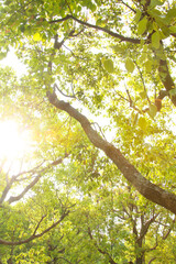 Obraz premium 初夏の公園で新緑の木漏れ日
