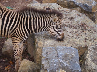 Fototapeta na wymiar baby zebra in zoo