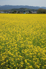 Fototapeta premium 藤原京跡の菜の花畑