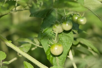 New growth
Tomato garden
Garden inspiration