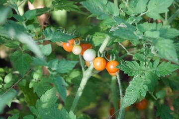Tomato bunch