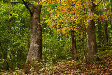 deciduous forest with old trees in early autumn