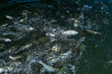 trout splashing in the water at a fish farm waiting for feeding