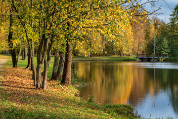 A reflection of the golden autumn in the nature park