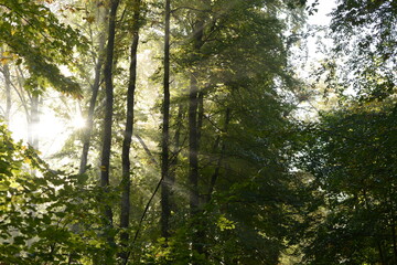 sun shining through the trees