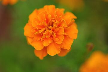 マリーゴールド