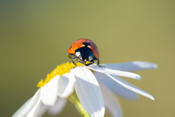 ladybug on a Daisy flower © Vladimir