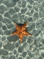 Fototapeta na wymiar Starfish in the water
