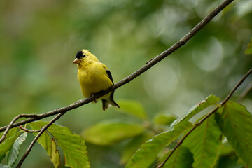 Portrait of a juvenile American Goldfinch