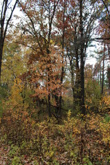 Obraz premium autumn in the forest