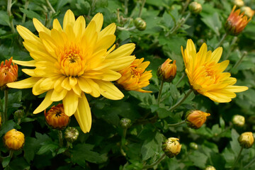 Yellow Chrysanthemums in the garden