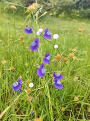 blue flowers in the grass