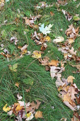 autumn leaves on grass