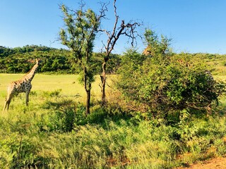 Fototapeta premium Giraffe in the wild